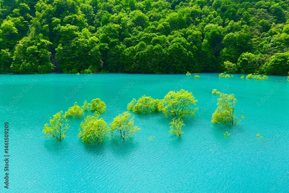 秋扇湖の水没林。仙北、秋田、日本。5月下旬。