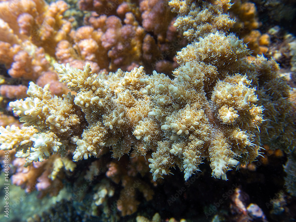 Fototapeta premium Acropora short polyp stony coral, underwater photo into the Red sea