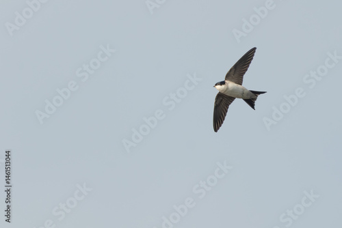 House martin (Delichon urbicum) in flight on a spring day, Perthshire, Scotland. Migratory bird in the swallow family.
