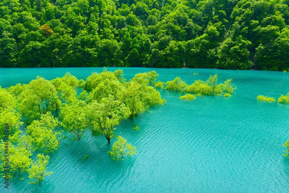 秋扇湖の水没林。仙北、秋田、日本。5月下旬。