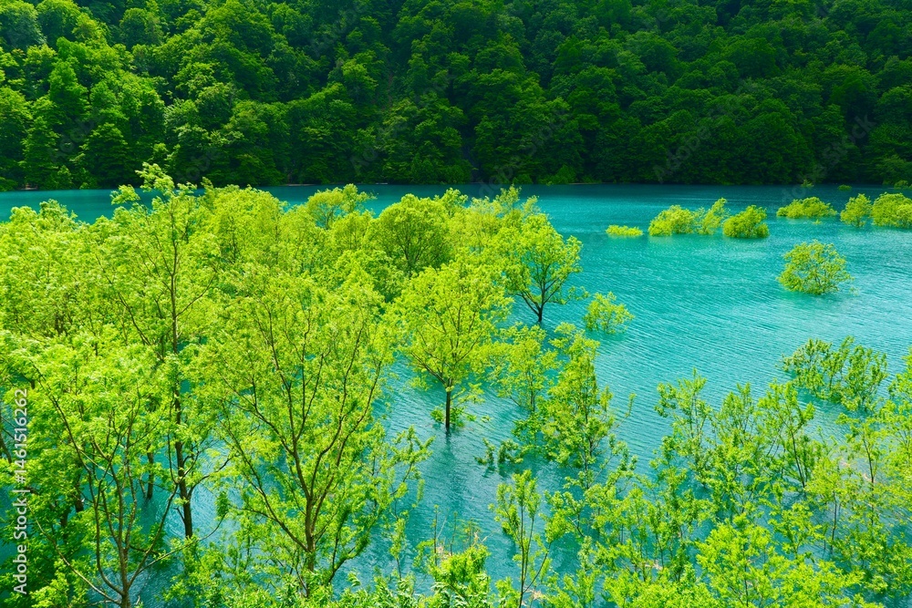 秋扇湖の水没林。仙北、秋田、日本。5月下旬。