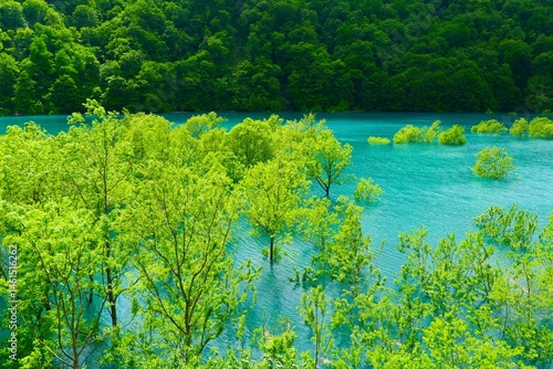 Obraz na płótnie 秋扇湖の水没林。仙北、秋田、日本。5月下旬。 w salonie