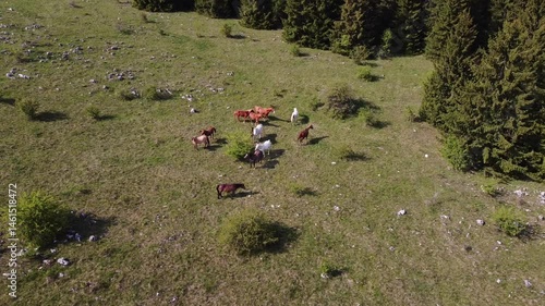 Wild horses in wilderness, drone shot from above