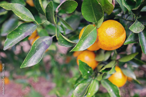 Organic mandarin orange tree