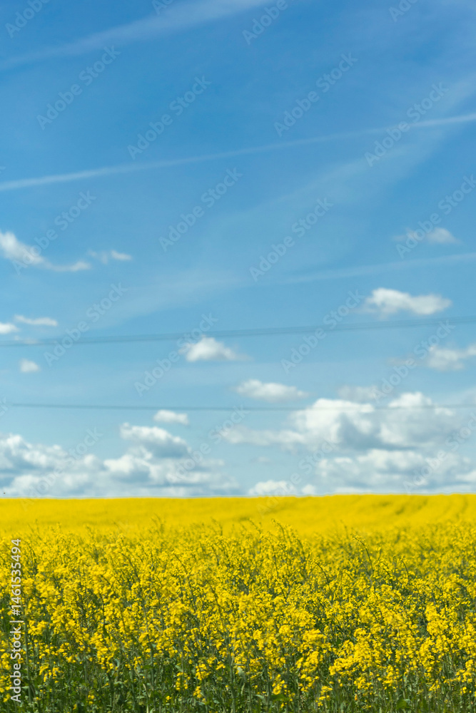 Fototapeta premium Pola rzepaku