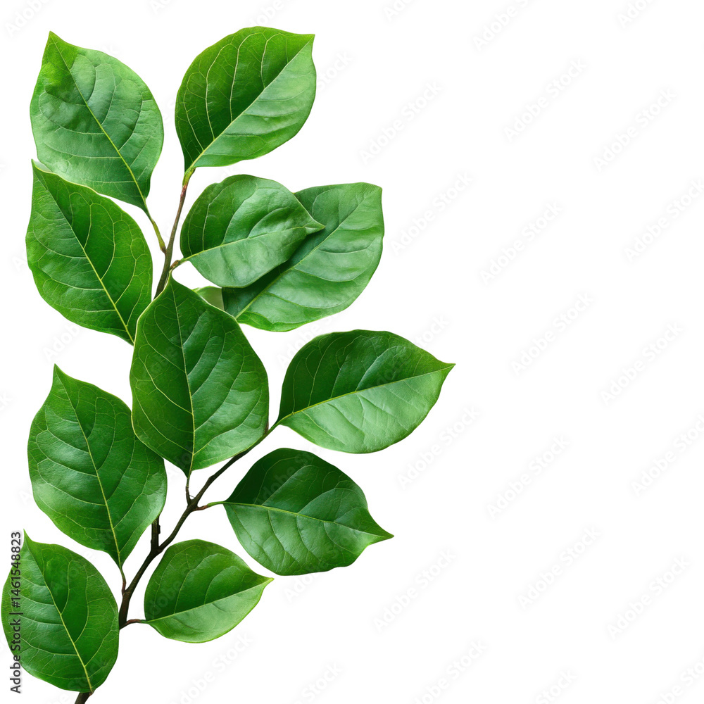 Fototapeta premium Lush green leaf close-up nature scene botanical photography outdoor. Isolated on transparent background, png.