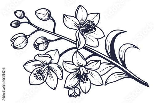 100 Orchid flowers, detailed botanical illustration, black and white ink drawing, elegant line art, delicate petals, blooming orchids, various angles, floral study, vintage engraving style, crisp outl