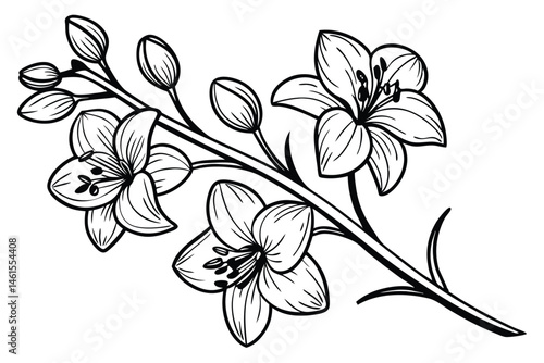 100 Orchid flowers, detailed botanical illustration, black and white ink drawing, elegant line art, delicate petals, blooming orchids, various angles, floral study, vintage engraving style, crisp outl