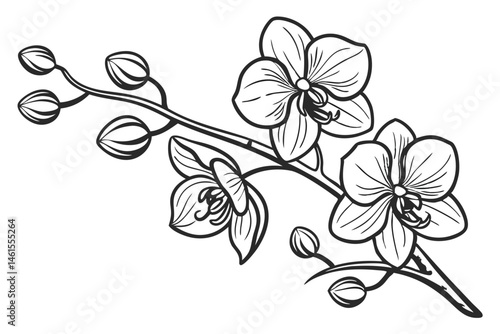 100 Orchid flowers, detailed botanical illustration, black and white ink drawing, elegant line art, delicate petals, blooming orchids, various angles, floral study, vintage engraving style, crisp outl