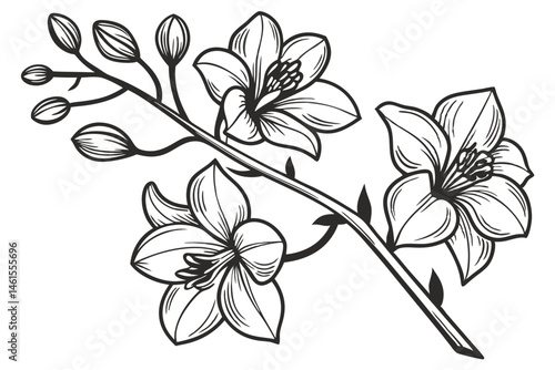 100 Orchid flowers, detailed botanical illustration, black and white ink drawing, elegant line art, delicate petals, blooming orchids, various angles, floral study, vintage engraving style, crisp outl