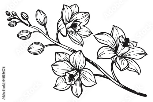 100 Orchid flowers, detailed botanical illustration, black and white ink drawing, elegant line art, delicate petals, blooming orchids, various angles, floral study, vintage engraving style, crisp outl