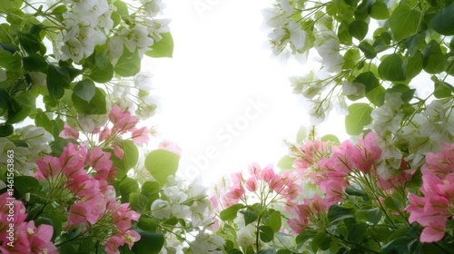 Obraz na płótnie A vibrant view of blooming pink and white flowers framed by lush green leaves, creating a fresh, natural ambiance. w salonie