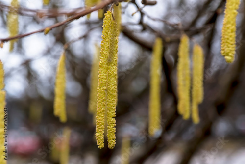 Fototapeta Naklejka Na Ścianę i Meble -  Kwiatostany kwitnącej leszczyny - pierwsze oznaki wczesnej wiosny. Wiszące żółte bazie na gałęziach leszczyny (Corylus avellana) oznaczają wczesną wiosnę. 