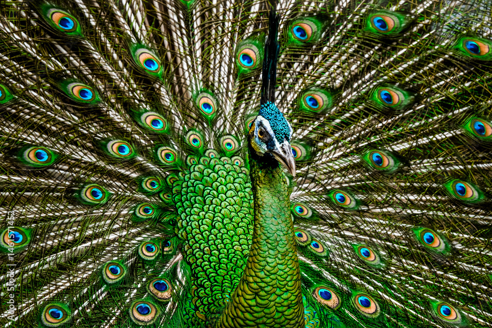 Fototapeta premium close up of peacock