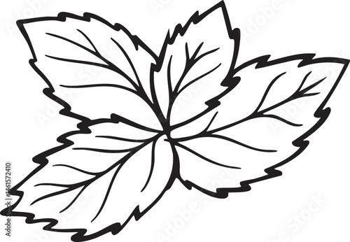 A single detailed mint leaf