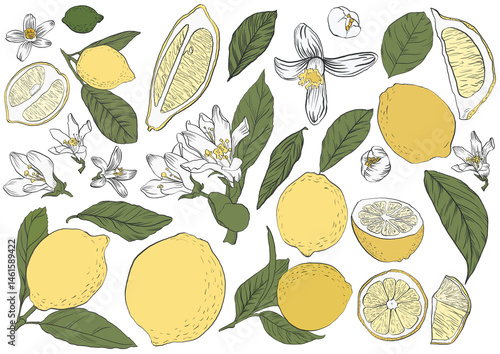 Lemon Clipart, Citrus Fruit, Flowers Collection