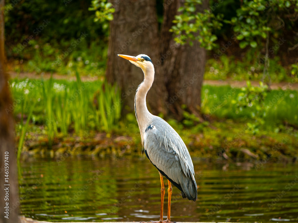 Fototapeta premium great blue heron