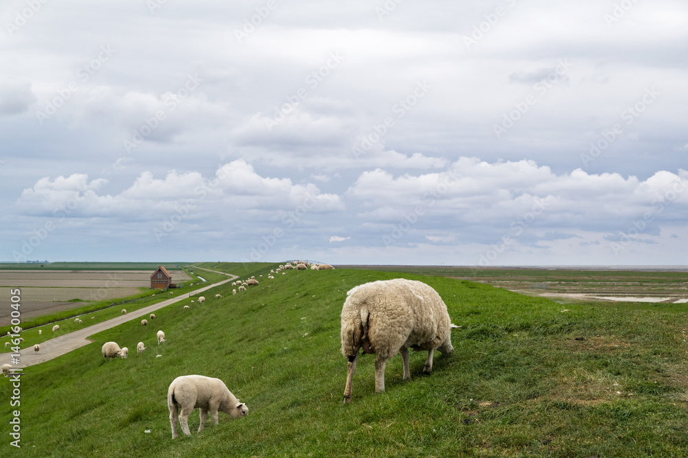 Fototapeta premium Sheep with lambs on a sea defence dike in Groningen, Netherland, bordering the Wadden Sea nature reserve