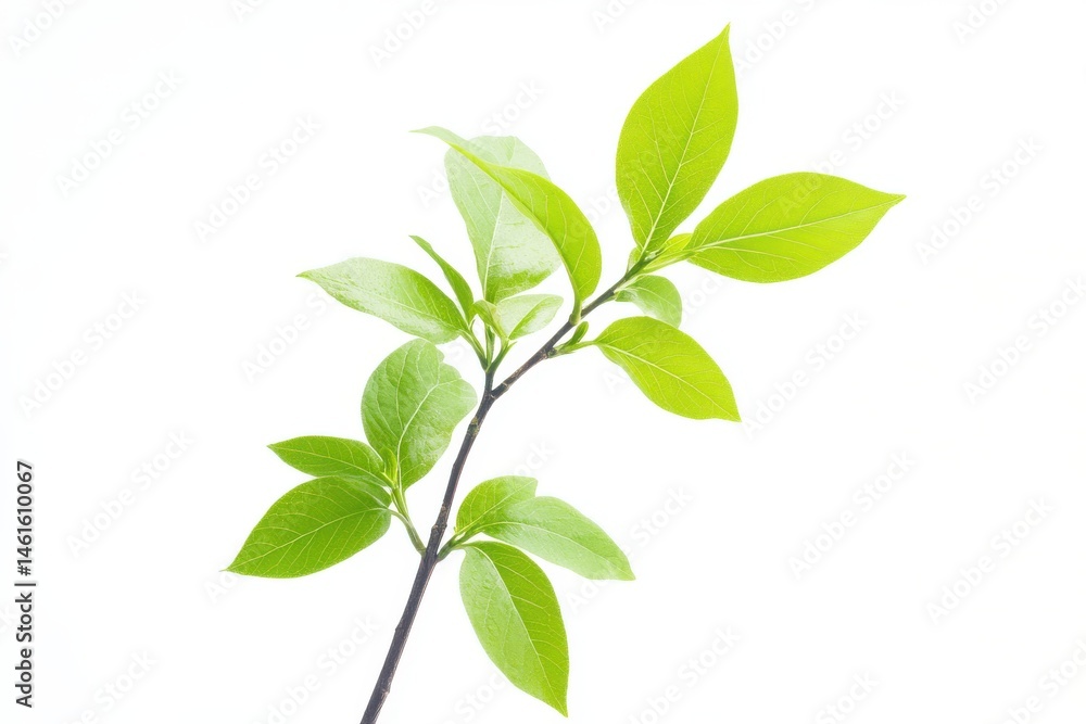 Fototapeta premium Branch with fresh green leaves on white