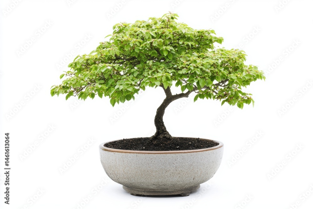 Obraz premium Bonsai tree in pot on a plain backdrop