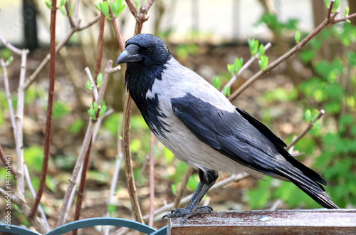 Close-up of a Hooded Crow (Corvus cornix) against a background of twigs with fresh greenery. 