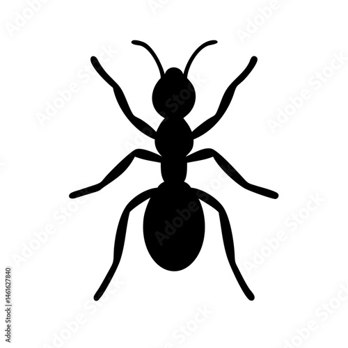 Ant silhouette on white background