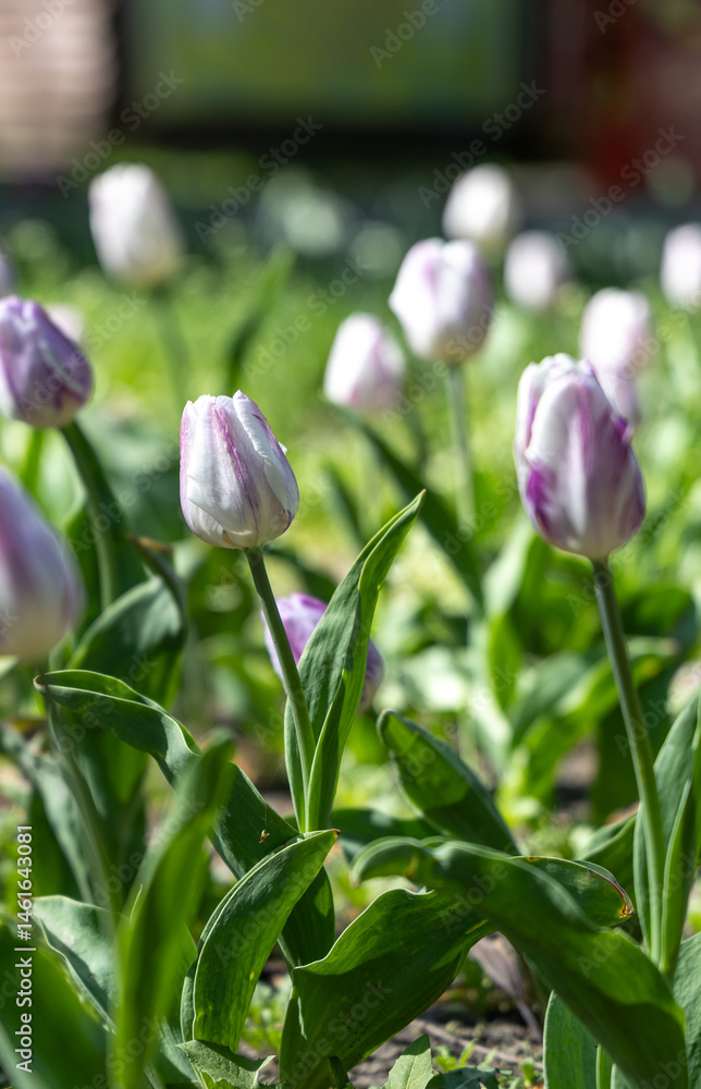 Fototapeta premium White tulips in the spring park