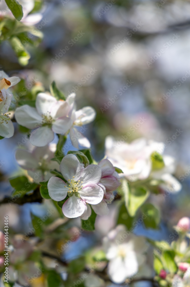 Flowering fruit tree in spring Flowering fruit tree in spring
