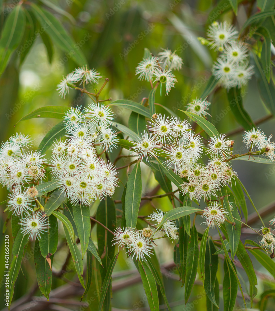 Cream gum blossom and leaves Cream gum blossom and leaves
