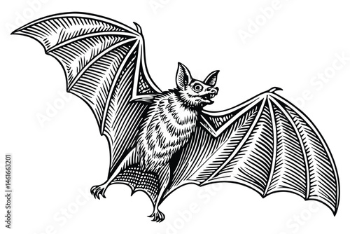 40 Detailed anatomical bat illustration, full wingspan, black and white drawing, scientific accuracy, fine line work, realistic texture, vintage zoological print style, symmetrical composition, high c