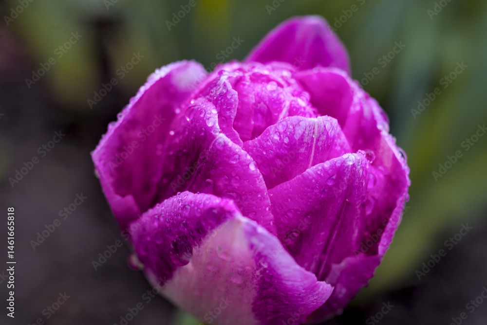 Pink-white tulip with drops of rain