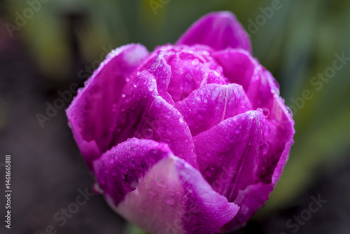 Pink-white tulip with drops of rain