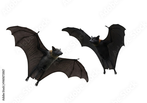 Two Black Bats in Flight: Halloween Decorations or Wildlife Images