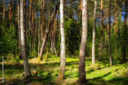 Obraz na płótnie Wiosenna zieleń Puszczy Knyszyńskiej , Podlasie, Polska w salonie