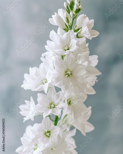 Elegant white delphinium flower stalk close up studio shot against soft blue background floral beauty botanical blossom