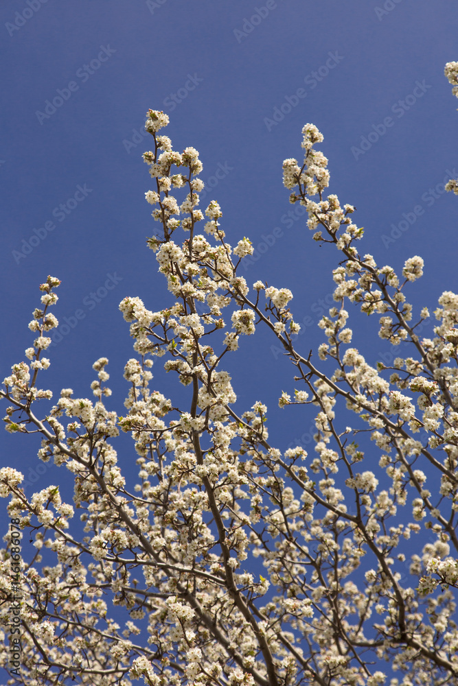 White blossoms of a flowering ornamental fruit tree against a blue sky White blossoms of a flowering ornamental fruit tree against a blue sky