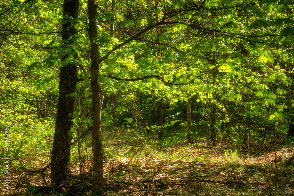 Wiosenna zieleń Puszczy Knyszyńskiej , Podlasie, Polska