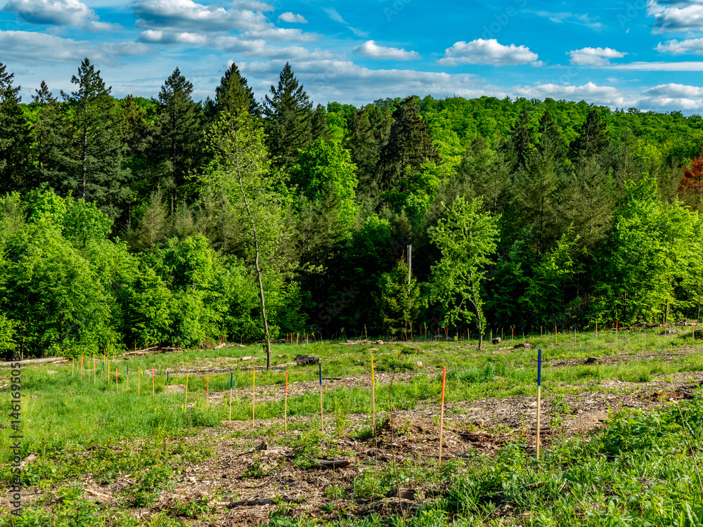 Fototapeta premium Wiederaufforstung im Mischwald im Frühjahr