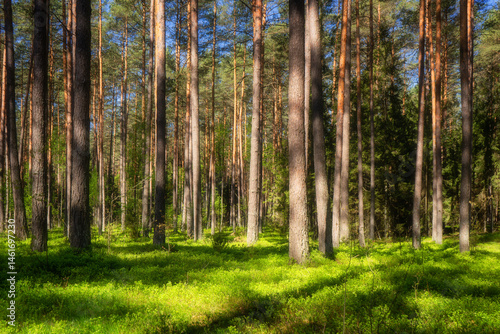 Fototapeta Naklejka Na Ścianę i Meble -  Wiosenna zieleń Puszczy Knyszyńskiej , Podlasie, Polska