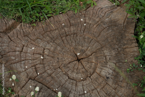 cross section of tree trunk showing growth