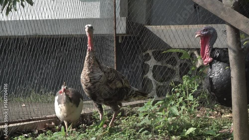 4K footage of male and female turkeys looking for food in the yard