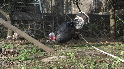 4K footage of male and female turkeys looking for food in the yard