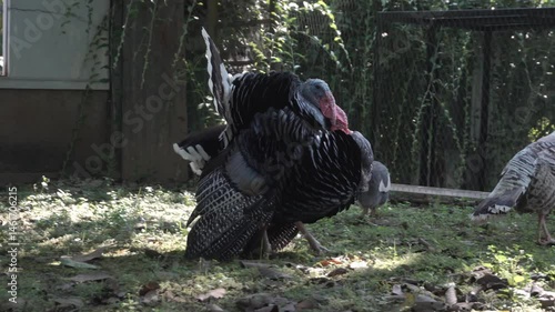 4K footage of male and female turkeys looking for food in the yard