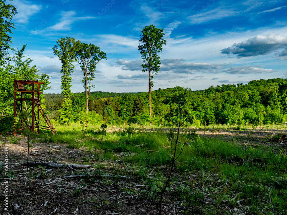 Obraz premium Wiederaufforstung im Mischwald im Frühjahr