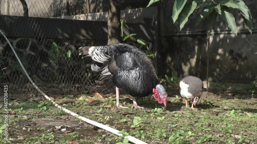 4K footage of male and female turkeys looking for food in the yard
