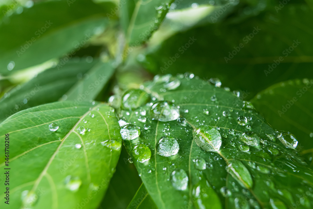 Close-up of a vibrant green leaf with raindrops enhancing its natural texture and veins Close-up of a vibrant green leaf with raindrops enhancing its natural texture and veins