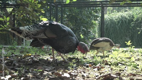 4K footage of male and female turkeys looking for food in the yard