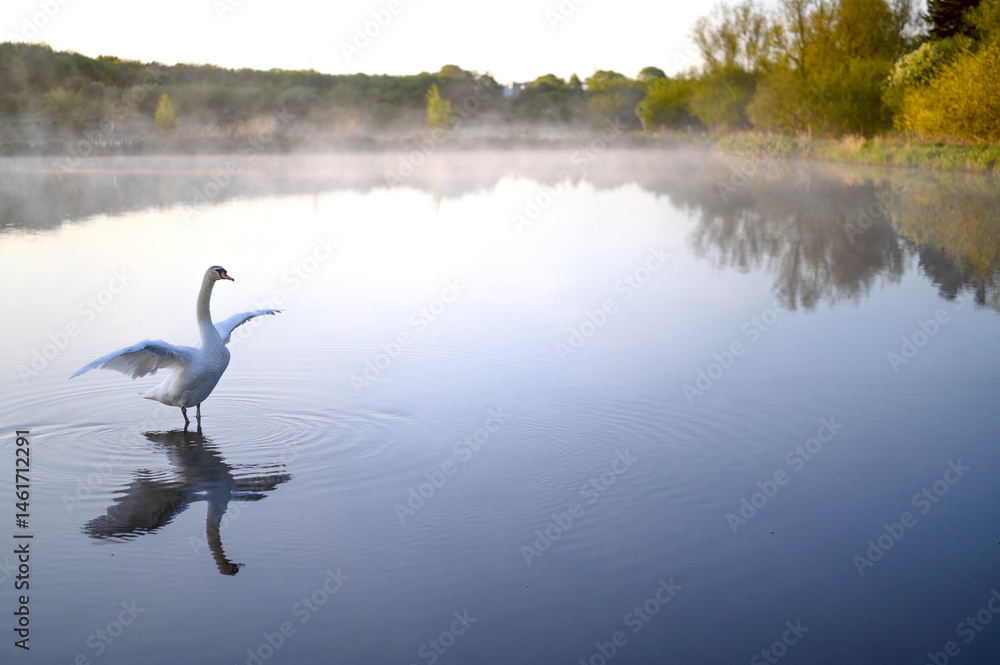 Fototapeta premium Beautiful swan on pond or a lake. Steam, fog, mist over water. Lund Skane Sweden