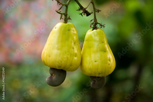 Cashews growing on a cashew tree