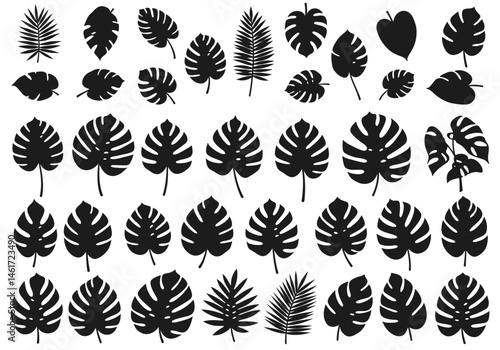 A Diverse Collection of Tropical Leaves A Study of Shape Silhouette and Botanical Diversity Featuring Monstera Deliciosa and Various Palm Fronds Depicting the Beauty and Intricacy of Plant Life From L